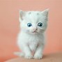 Image result for Happy White Cat