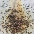 Image result for Pest Droppings
