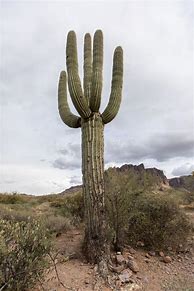 Image result for Tall Cactus Plants Desert