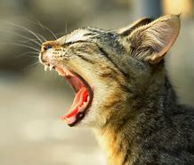 Image result for Side View of Cat Open Mouth