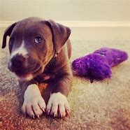 Image result for Blue Chevron Pit Bull