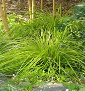 Image result for Carex oshimensis Everillo