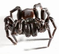 Image result for Sydney Funnel-Web Spider Bite