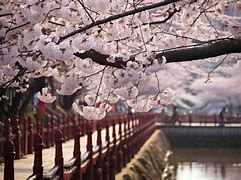 Image result for Cherry Blossoms above a Stream in Tsuzuki Ward Yokohama Japan