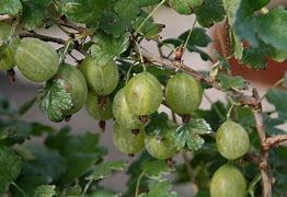 Image result for Ribes uva-crispa Greenfinch