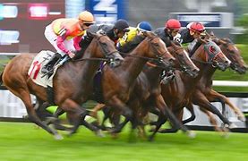 Image result for Thoroughbred Race Horse Racing