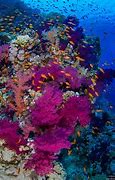 Image result for Red Sea
