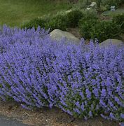 Image result for Nepeta faassenii Purrsian Blue