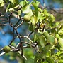 Image result for 1 Manchineel Tree