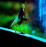 Image result for Two Crickets GIF