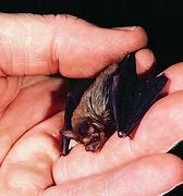 Image result for Kitty Hog-Nosed Bat