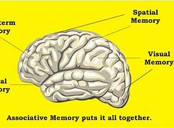 Image result for Spatial Memory