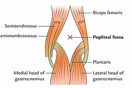 Image result for Knee Anatomy Popliteal Fossa