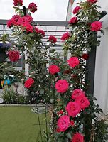 Image result for ROSA RED FLAME CLIMBING