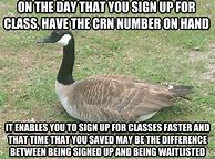 Image result for Country Ball Canada Goose Memes