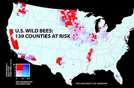 Image result for Bee Attack Map