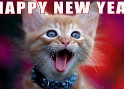 Image result for Happy New Year Funny Animal