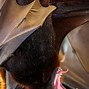 Image result for Great Fruit Bats