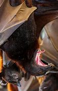Image result for Bat Baring Teeth