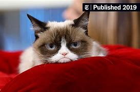 Image result for Grumpy Cat Meme Angry