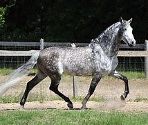 Image result for Spanish Arabian Horse