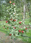 Image result for Dwarf Apple Trees Varieties