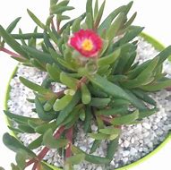 Afbeeldingsresultaten voor Delosperma Jewel of Desert Amethyst