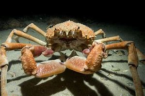 Image result for Giant Sea Spider Crab