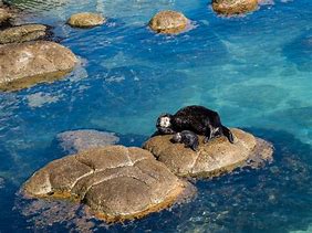 Image result for Sea Otter Fluffy