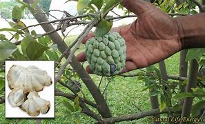 Image result for Jamaican Sweetsop