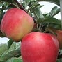 Image result for Ncola Apple's