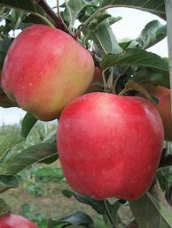 Image result for Apple Tree Varieties List