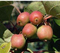 Image result for Actinidia arguta Geneva