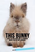 Image result for Bunny Memes Clean