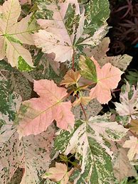 Image result for Acer pseudoplatanus Esk Sunset