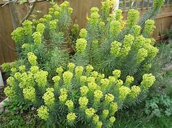 Image result for Euphorbia characias