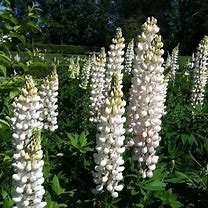 Image result for Lupinus polyphyllus noble maiden