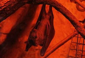 Image result for Fruit Bat in a Tree