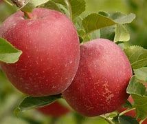 Image result for Apple Gift Card 20