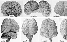 Image result for Their Brain Is a Size of a Pea