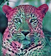 Image result for 4K Colorful Animals