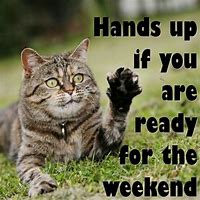 Image result for Funny Cat Weekend Meme