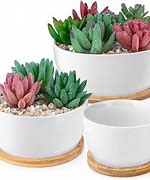 Image result for Best Pots for Succulents
