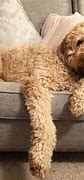 Image result for Labradoodle Full-Grown