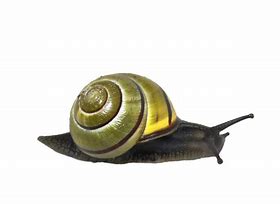 Image result for Cute Snail Clip Art