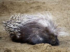 Image result for African Porcupine