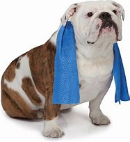 Image result for Dog Cooling Towel