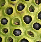 Image result for Seed Pods Lotes