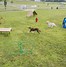 Image result for Dog Play Tunnel