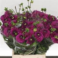 Image result for Dahlia Purple Fox